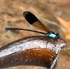 Euphaea impar