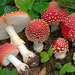Fly Agaric - Photo (c) Federico Calledda, some rights reserved (CC BY-NC), uploaded by Federico Calledda