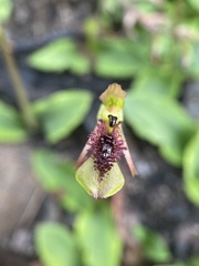 Chiloglottis curviclavia