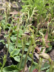 Chiloglottis curviclavia