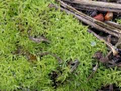 Tortella flavovirens