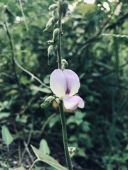 Tephrosia onobrychoides