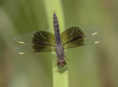 Brachythemis fuscopalliata