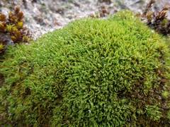 Tortella flavovirens