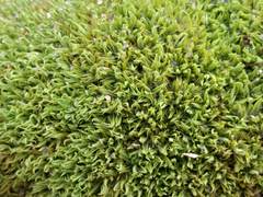 Tortella flavovirens