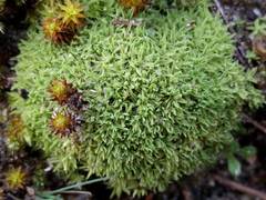 Tortella flavovirens