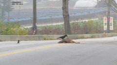 Hydropotes inermis argyropus