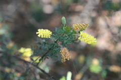 Acacia drummondii