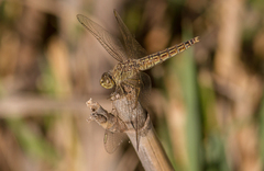 Brachythemis fuscopalliata