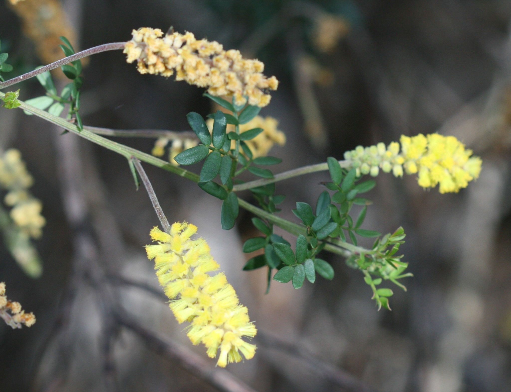 Acacia drummondii