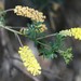 Drummond's Wattle - Photo (c) Loxley Fedec, some rights reserved (CC BY-NC), uploaded by Loxley Fedec