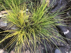 Coleochloa setifera