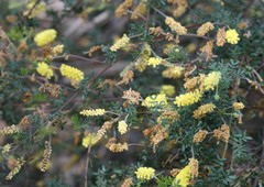Acacia drummondii