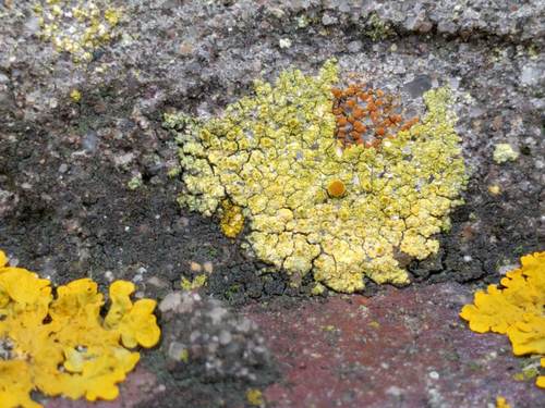 Caloplaca limonia