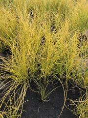 Coleochloa setifera