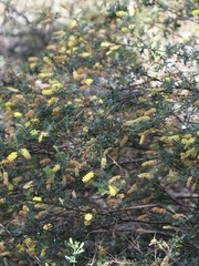 Acacia drummondii