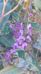 Hardenbergia violacea