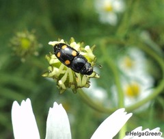 Glischrochilus hortensis