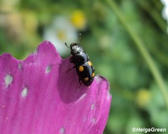 Glischrochilus hortensis