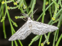 Phelotis cognata