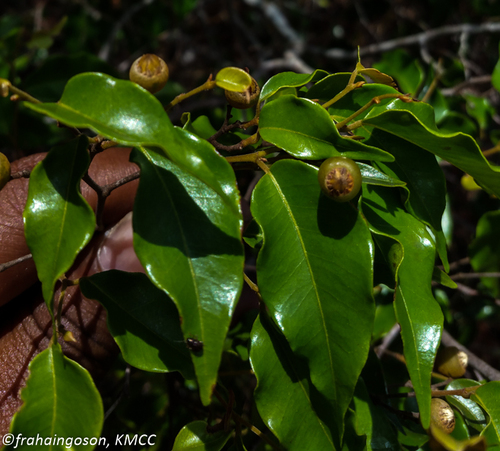 Leptolaena cuspidata