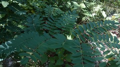 Indigofera thibaudiana