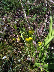 Gagea lutea