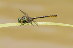 Gomphus davidi