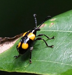 Lilioceris quadripustulata