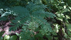 Indigofera thibaudiana