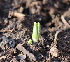 Galanthus alpinus