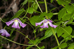 Clematis viticella