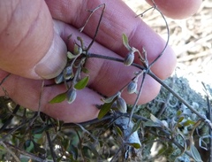 Clematis quadribracteolata