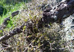Clematis quadribracteolata