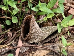 Homotrigona apicalis