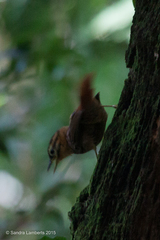 Philydor atricapillus