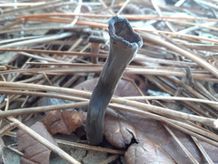 Craterellus fallax image