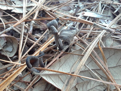 Craterellus fallax image