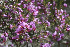 Gompholobium scabrum