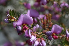 Gompholobium scabrum