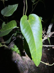 Parsonsia brisbanensis