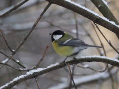 Parus major
