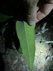 Parsonsia brisbanensis