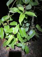 Parsonsia brisbanensis