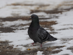 Columba livia domestica