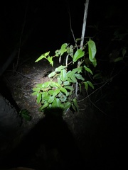 Parsonsia brisbanensis