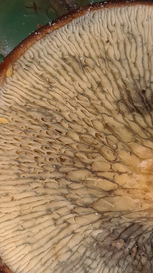Phylloporopsis