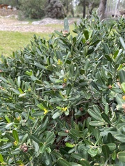 Cneorum tricoccon