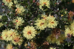 Melaleuca thymoides