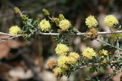 Melaleuca thymoides